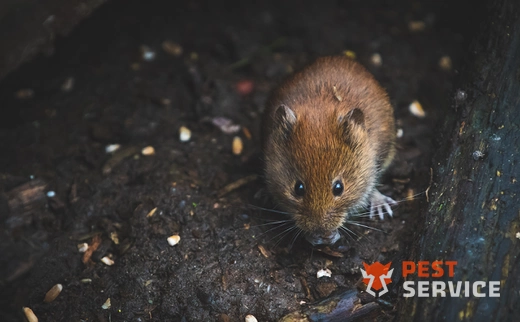 Дератизация в Старом Осколе